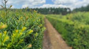 Elveden Instant Hedge